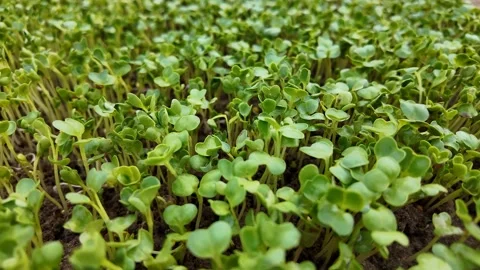 Vibrant Microgreens Growing Fresh Soil Stock Footage 290080404