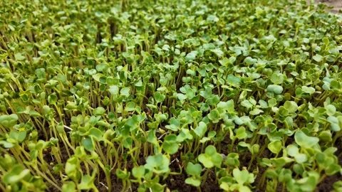 Vibrant Microgreens Sprouting in Soil Stock Footage 290080428