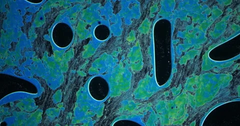 Vibrant microscopic cells dancing, colliding, displaying intricate biological Video stock 313593498