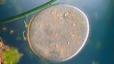 Vibrant microscopy of Frontonia Ciliate Internal Structure  (20x lense DIC) Stock Footage 319386897