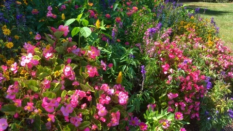 Vibrant mixed flower garden Stock Footage