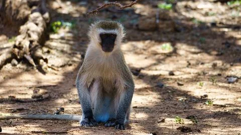A Vibrant Monkey Sitting in its Natural Habitat, Radiating Beauty and Stock Photos