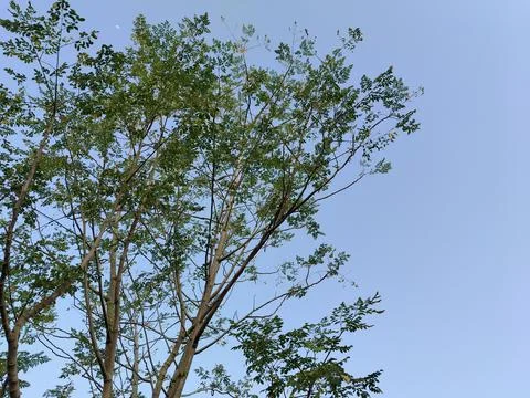 A vibrant moringa tree (Moringa oleifera) standing beneath a clear blue sky, sho 库存照片
