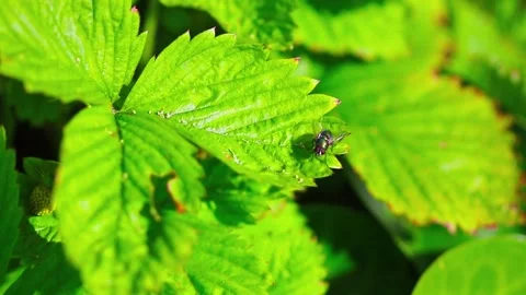 Vibrant Mosquito On Leaf Macro Close-Up Stock Footage 197486641