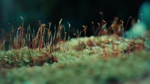 Vibrant Moss and Sprouts in Lush Forest 库存影片 345677452