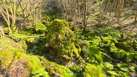 Vibrant moss blankets rocks and ground in sunlit forest. Mount Ozren Video stock 330940551