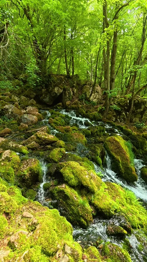 Vibrant moss blankets sunlit rocks. Grza River Spring, Serbia. Vertical Видео 334467942