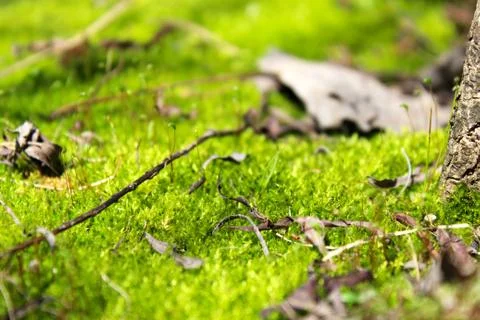 Vibrant Moss Stock Photos