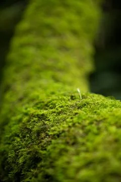 Vibrant Moss Surface with Tiny Sprout, Macro Shot, Bali Rainforest Stock Photos