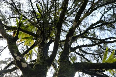 Vibrant mossladen tree branches reaching for sunlit sky in a lush forest ca.. 库存照片