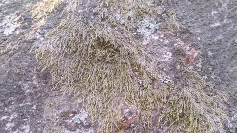 Vibrant Mossy Texture on Mango Tree Bark Stock Footage 344861620