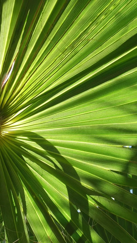 Vibrant moving natural background with green palm leaf Video stock 342494689