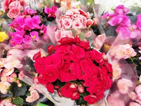 Vibrant multi-colored begonias in full bloom with lush green leaves. Stock Photos