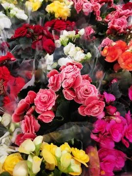 Vibrant multi-colored begonias in full bloom with lush green leaves. Stock Photos