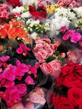 Vibrant multi-colored begonias in full bloom with lush green leaves. Stock Photos
