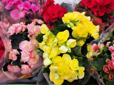 Vibrant multi-colored begonias in full bloom with lush green leaves. Stock Photos