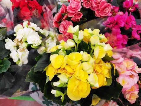 Vibrant multi-colored begonias in full bloom with lush green leaves. Stock Photos