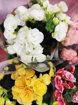 Vibrant multi-colored begonias in full bloom with lush green leaves. Stock Photos