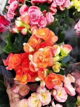 Vibrant multi-colored begonias in full bloom with lush green leaves. Stock Photos