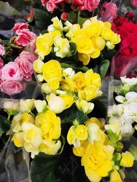 Vibrant multi-colored begonias in full bloom with lush green leaves. Fotos Stock