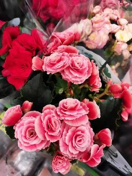 Vibrant multi-colored begonias in full bloom with lush green leaves. Stock Photos