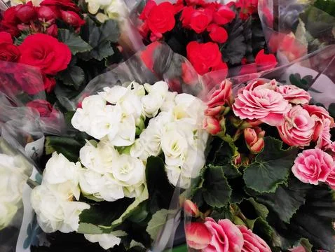 Vibrant multi-colored begonias in full bloom with lush green leaves. Stock Photos