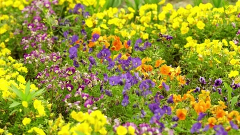 A Vibrant Multi-Colored Blanket of Purple Yellow and Orange Pansies Video stock 332855442