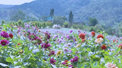 Vibrant Multi-colored Dahlia Flower Field with Mountain Background Stock Footage 341733931