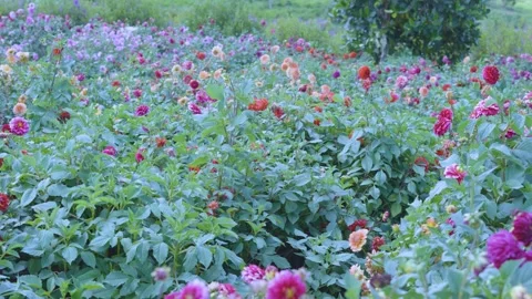 Vibrant Multi-colored Dahlia Flower Field Blooming in a Lush Garden Stock Footage 341819098