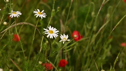 Vibrant multi colored wildflowers in a field. Poppies, cornflowers, daisies Stock Footage 302899330