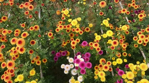Vibrant Multicolor Chrysanthemum Stock Footage 333258134