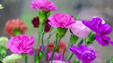Vibrant multicolored carnations rotating Video stock 150284549