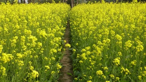 Vibrant Mustard Bloom Field 스톡 동영상 333415261