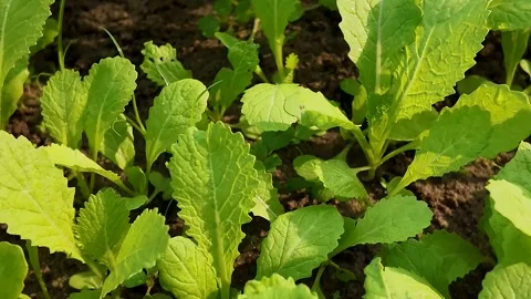 Vibrant Mustard Plants in Soil Stock Footage 288684148