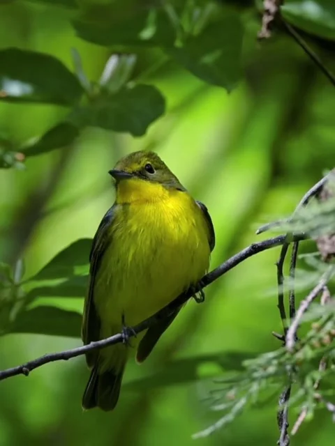 A vibrant nashville warbler perched on a thin branch in a lush forest 스톡 동영상 335049627