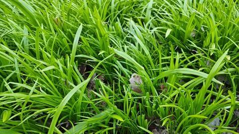 Vibrant natural background of dense long green leaves for spring season advertis Stock Photos