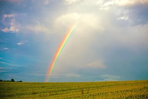 Vibrant natural rainbow in the dramatic blue sky over the summer green field Stock Photos