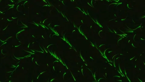 Vibrant neon luminous flow animation with continuous motion Stockbeeldmateriaal 339265191