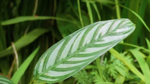 Vibrant Never Never Plant Leaf in Hawaiian Botanical Garden Stock Footage 317132147