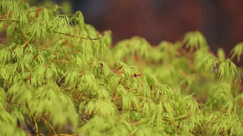 Vibrant new leaves of the maple tree in spring. Close-up parallax shot. Stock Footage 250306611