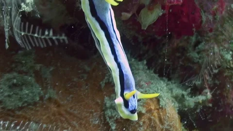 Vibrant Nudibranch Exploring the Coral Reefs of the Philippines Stock Footage 321017465
