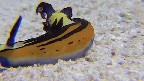 Vibrant nudibranch glides over sandy seafloor in stunning Red Sea ecosystem Stock Footage 309662576