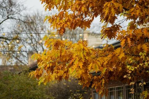 Vibrant oak tree branches with orange autumn leaves Stock Photos