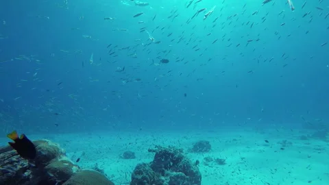 Vibrant Ocean and many fish swimming around Stock Footage 232906948