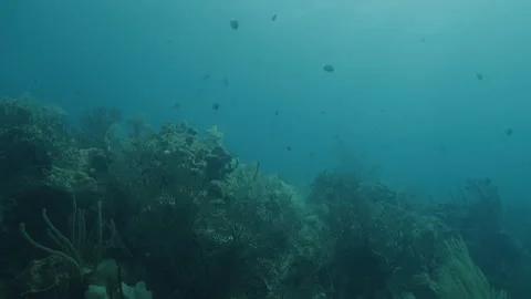 Vibrant Ocean Reef in Belizean Waters Stock Footage 306489992