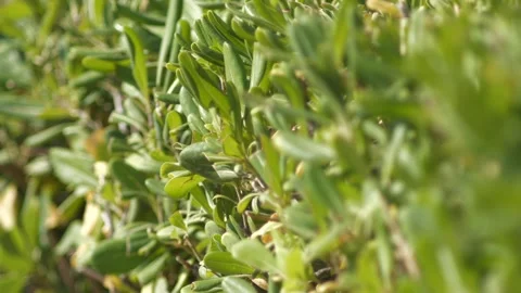Vibrant Oleander Flowers in Full Bloom Stock Footage 323140192