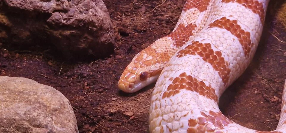 A vibrant orange and white patterned corn snake slithering across dark, earth Stock Photos