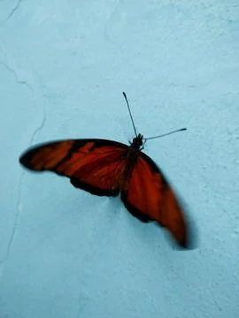 Vibrant orange butterfly in flight Fotos de archivo
