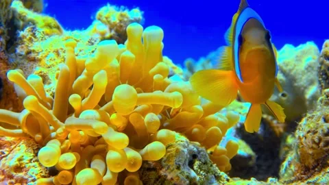 Vibrant Orange Clownfish nestled within a Golden Anemone in a Coral Reef Stock Footage 301045602