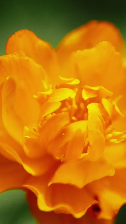 Vibrant orange flower close-up, soft focus background Stock Footage 346338299